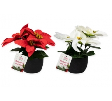 Poinsettia In Plastic Pot 15cm