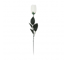 White Rose In Acetate
