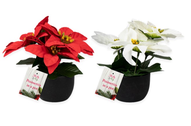 Poinsettia In Plastic Pot 15cm - Click Image to Close